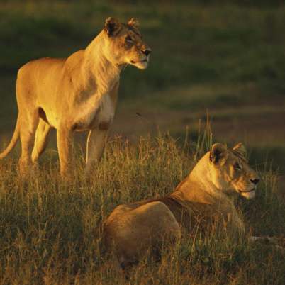 South Luangwa NP