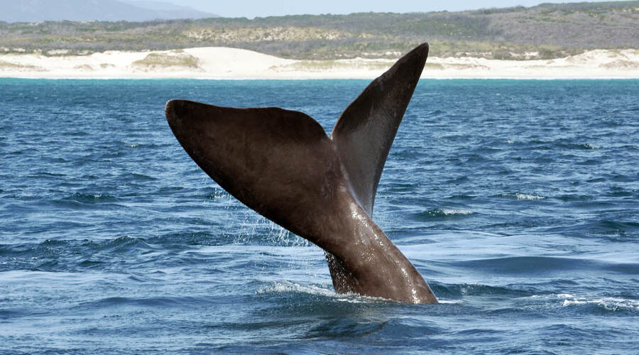 Southern Right Whale