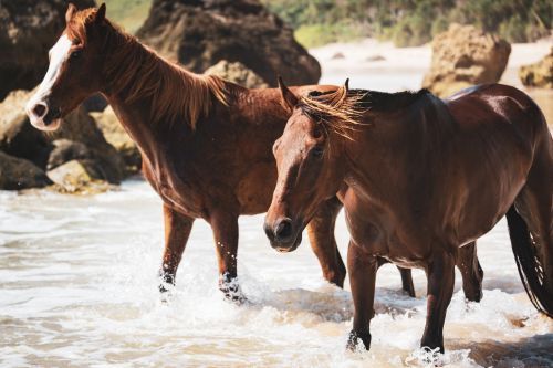 Sumbanese horses