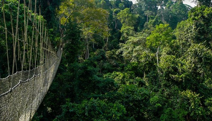 Taman Negara National Park