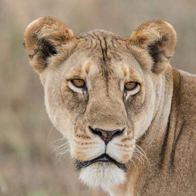 Tarangire national park