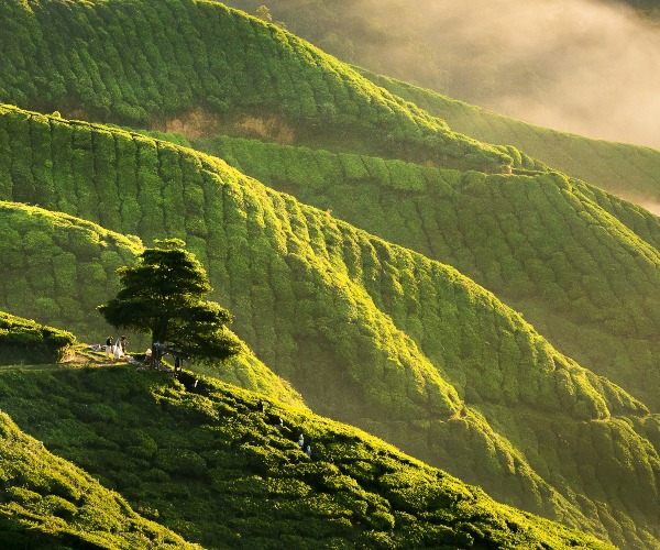 Tea hills in Cameron Highlands Malaysia 1