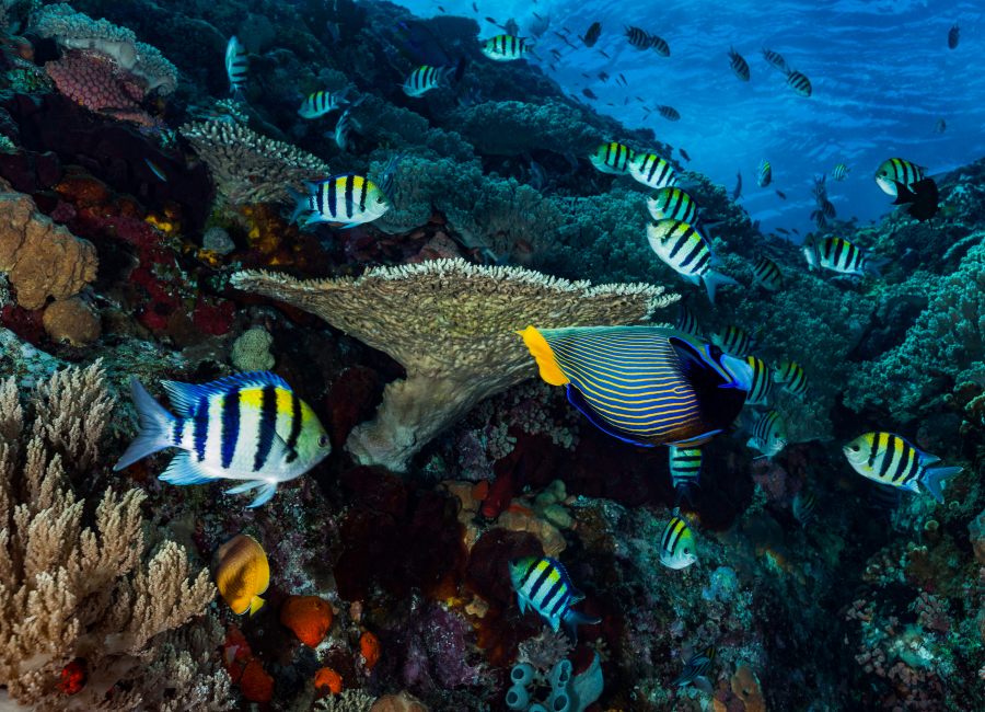 Underwater Bali 1