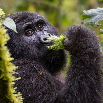 Uganda Gorilla trekking