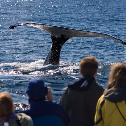 Whale Watching