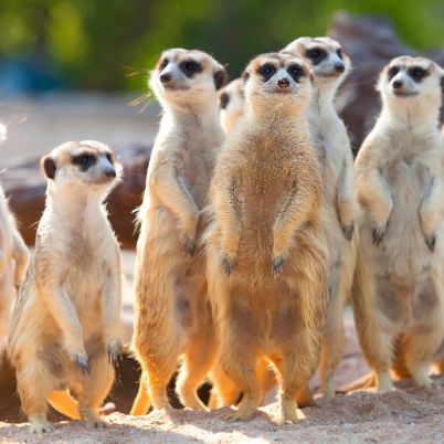 Meerkat Experience