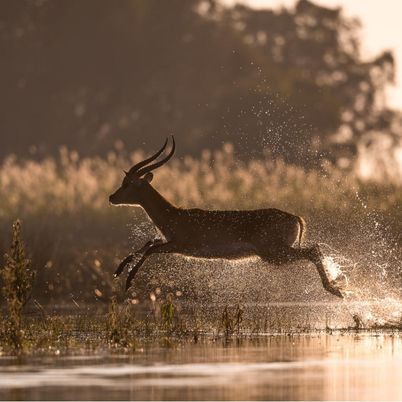 Game drives