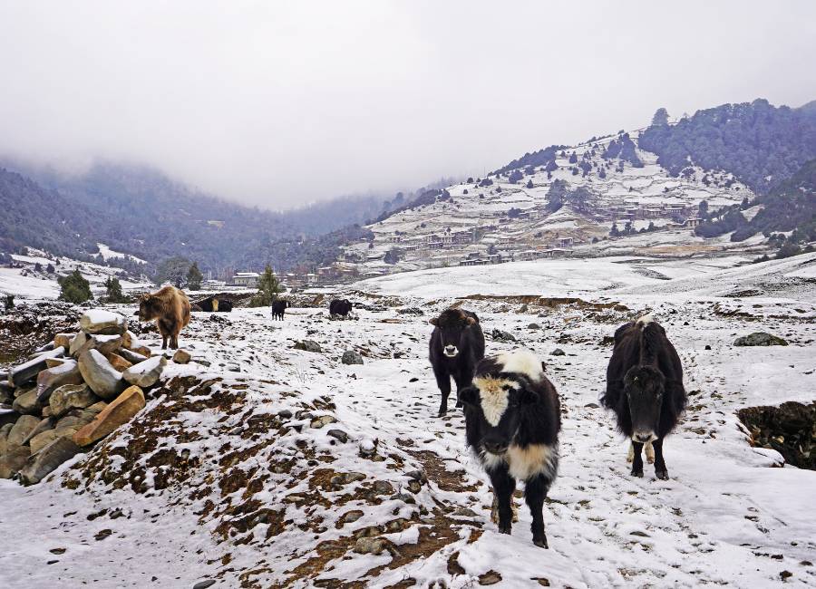 Bhutan Winter