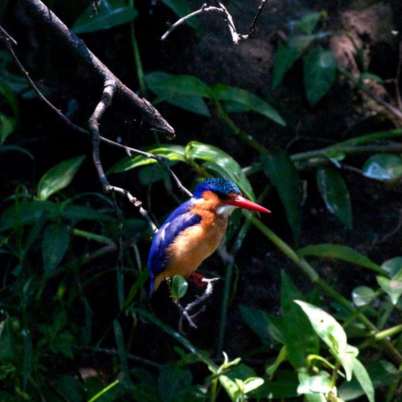 Bird life Uganda