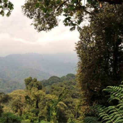 Nyungwe Forest