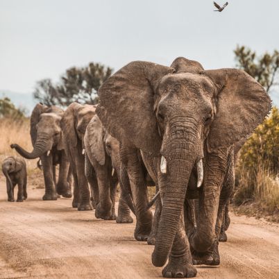 Chobe National Park