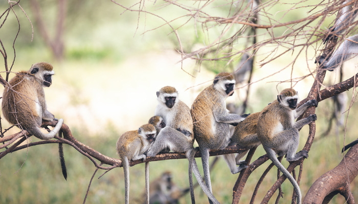 Vervet Monkey Tree I stock