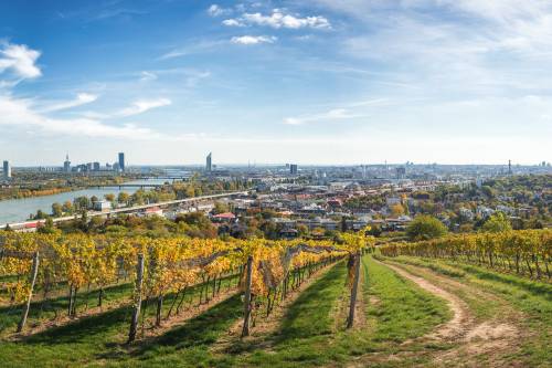 Vienna vineyards