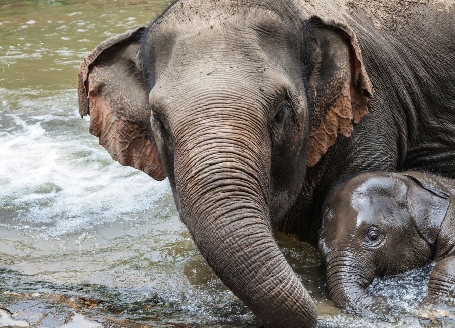 What to do elephant interaction Mae Wang Chiang Mai