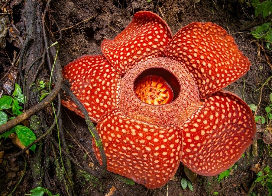 What to do jungle hikes Rafflesia Belum