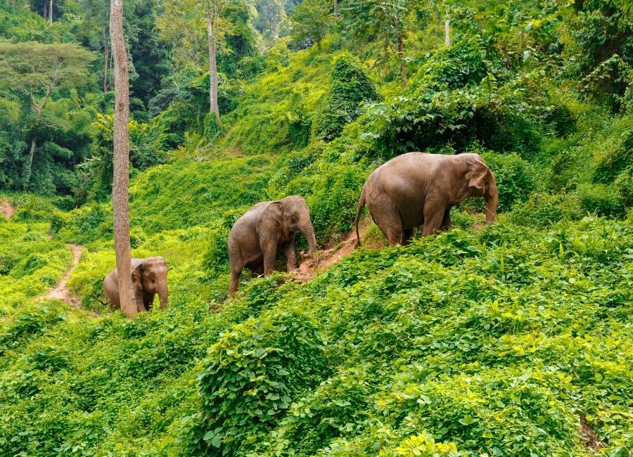 What to do Thailands national parks Chiang Mai