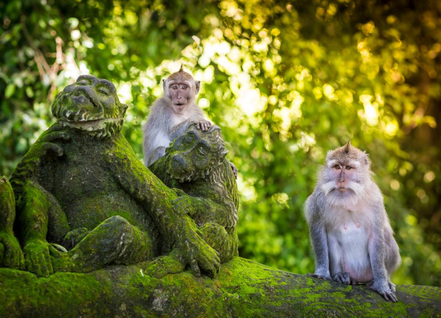 What to do Ubud monkey forest