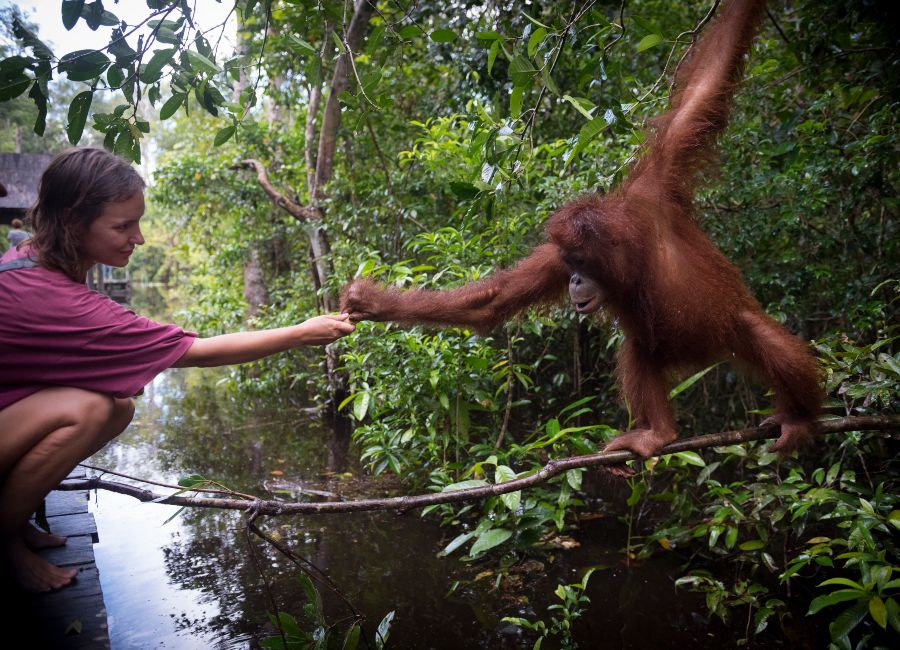 When to visit Nov Mar Tanjung Puting Kalimantan