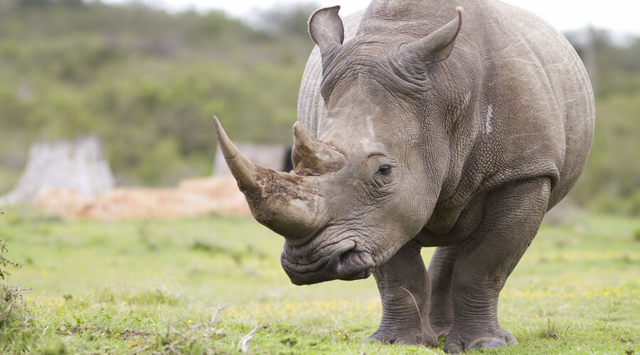 White Rhino