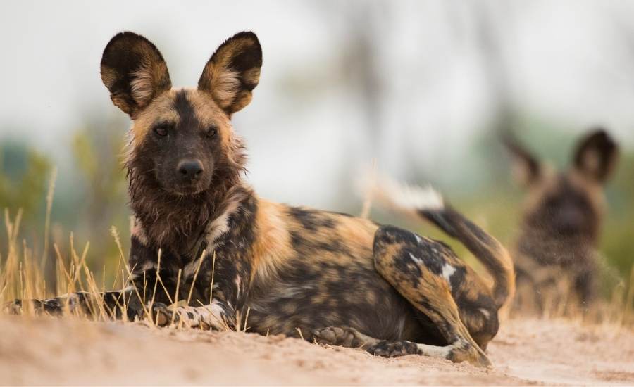 Wild dog Selous Reserve