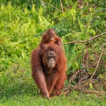 Wild orang baby Borneo Listing