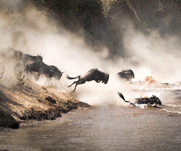 Wildebeest Migration Kenya