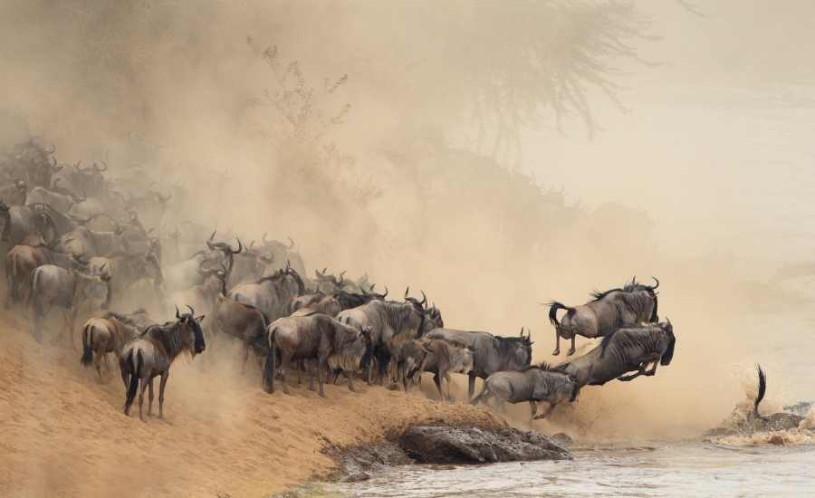 Wildebeest Migration Serengeti