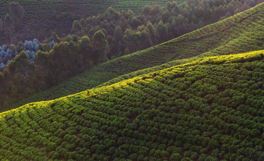 Woman works at tea plantation Rwanda