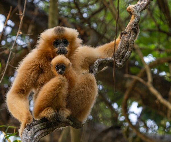 Yellow cheeked Gibbon Cat Tien National Park Vietnam