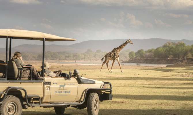 Zambia safari puku ridge